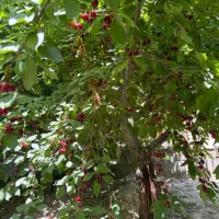 نگهبان باغ
