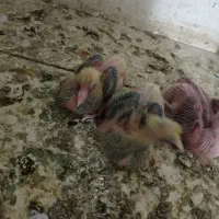 مجسمه جوجه‌