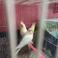 یک جفت عروس هلندی و دو جفت کتوله