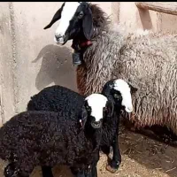 بزرگترین مرکز فروش دام چندقلوزا  ارسالی گوسفند بره