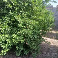 باغچه ۴۵۰ متر دزفول بنجعفر مسیر کامل آسفالت
