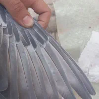مسافتی|پرنده|میانه, |دیوار