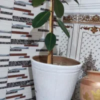 گل طبیعی