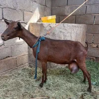 گوسفند