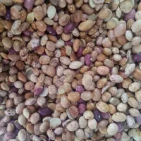 لوبیا چیتی