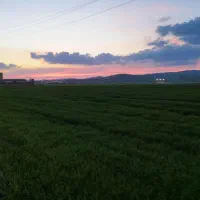 مشاوره تخصصی کشاورزی و باغی