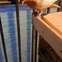 سینه کله
