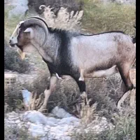 فروش بز حدود ۵۰ تا