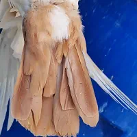 کفتر|پرنده|کرمان, |دیوار