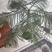 گل کاج