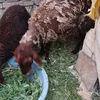 گوسفند و بره افشاری