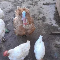 بوقلمون نر