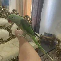 شاه طوطی