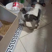 بچه گربه ۳ ماهه واگذاری