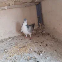 بدرنگ