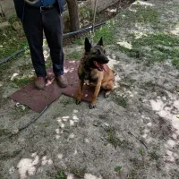 سگ پلیسی