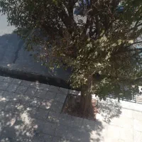 فروش کلنگی فخراباد