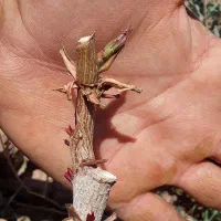 پیوند پسته|خدمات باغبانی و درختکاری|مه ولات, |دیوار