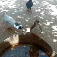 نر وماده