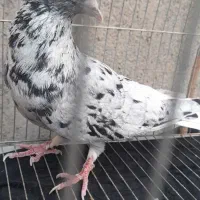 هفترنگ دم سفیدشکلاتی و نقره ای