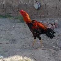 خروس افغان و مرغ حراج
