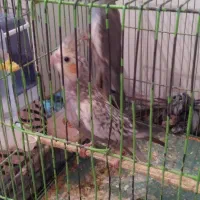 عروس هلندی