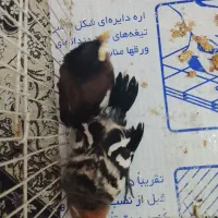 جوجه مینا