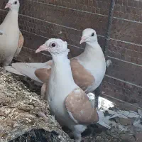 پشتی کویتی کاکلی زرد
