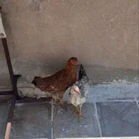 جوجه سرحال