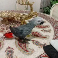 فروش جوجه کاسکو