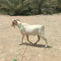 کهر نر