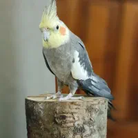 عروس هلندی