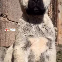 توله سرابی معامله با چرخ 26صفر