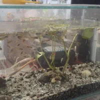بچه و بالغ ماهی گوپی
