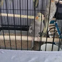 عروس هلندی سینامون نر