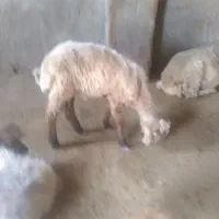 بره‌نر