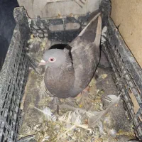 کبوتر نر و ماده با جوجه