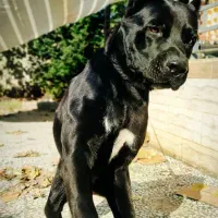 یک جفت ژرمن ویک پیتبول نر