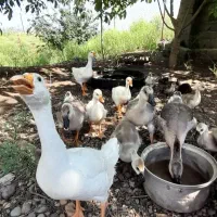 جوجه قوغاز واردک سنگین وزن وارداتی