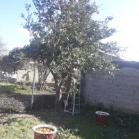 زمین-ساری