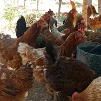 مرغ گلپایگانی تخم گذار درجه یک