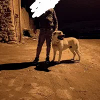 نژاد،عراقی