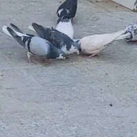 چندتا کفتر دمگیر و پرشی