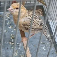 قناری جوجه