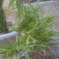 قلمه گندمی