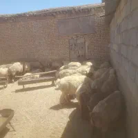 میش،گوسفند،داشتی