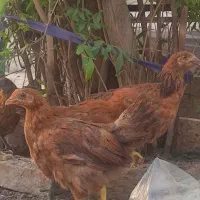 مرغ خروس
