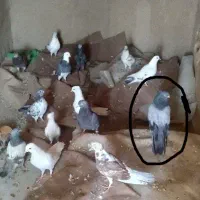 کفتر ۱۴عددسالم
