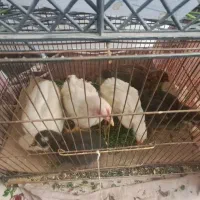 جوجه|حیوانات مزرعه|معصومیه, |دیوار