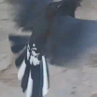 سیاه پر زنگی خراجی